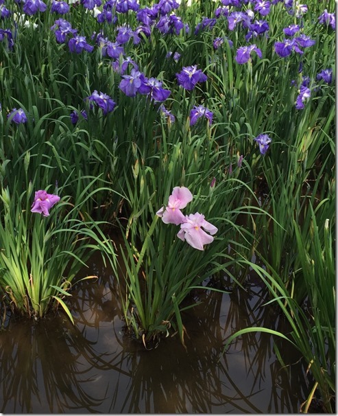 yokosuka iris garden (10)[14]