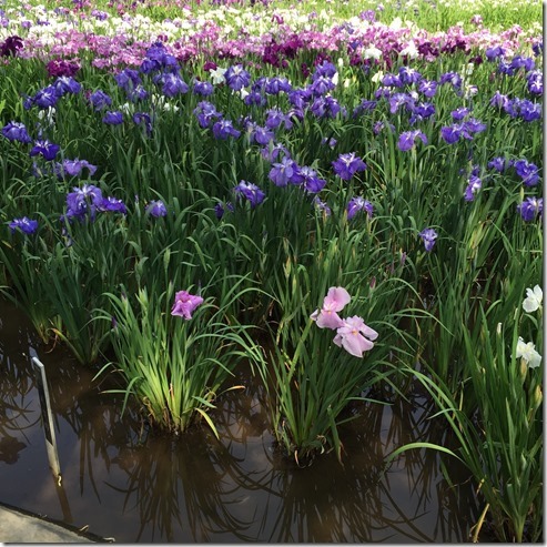 yokosuka iris garden (2)[3]