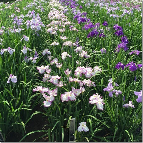 yokosuka iris garden (4)[3]