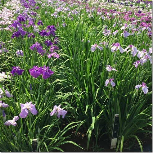 yokosuka iris garden (5)[3]