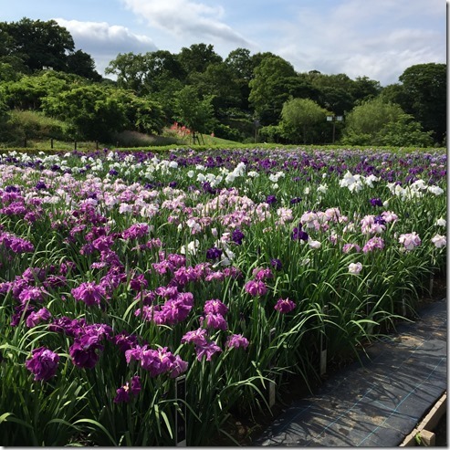 yokosuka iris garden (7)[3]