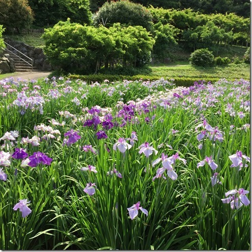 yokosuka iris garden (9)[11]
