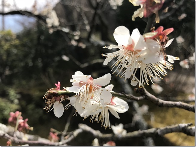 smell the plum blossoms (2)