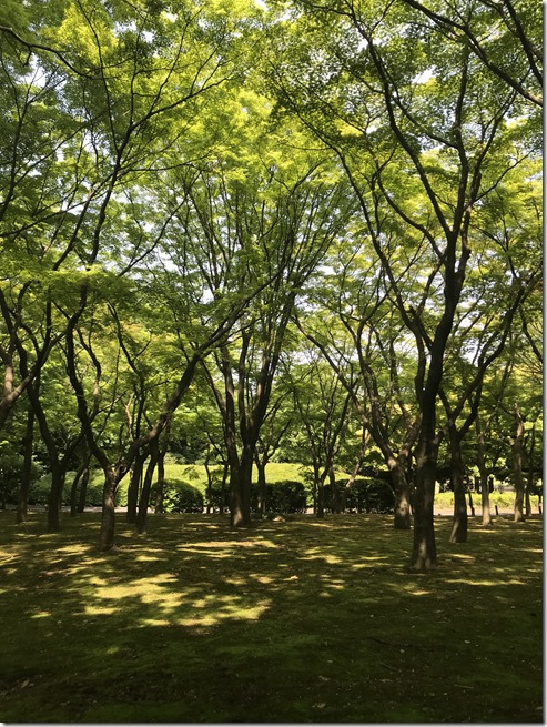 kitanomaru park (9)