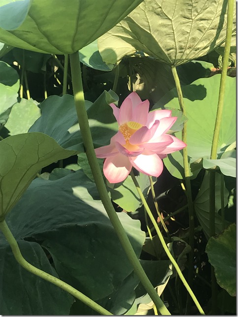 lotus pond ueno (11)