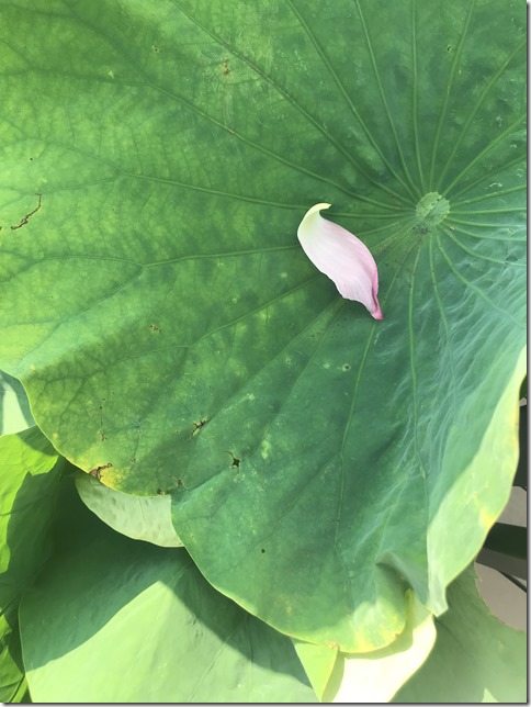 lotus pond ueno (12)