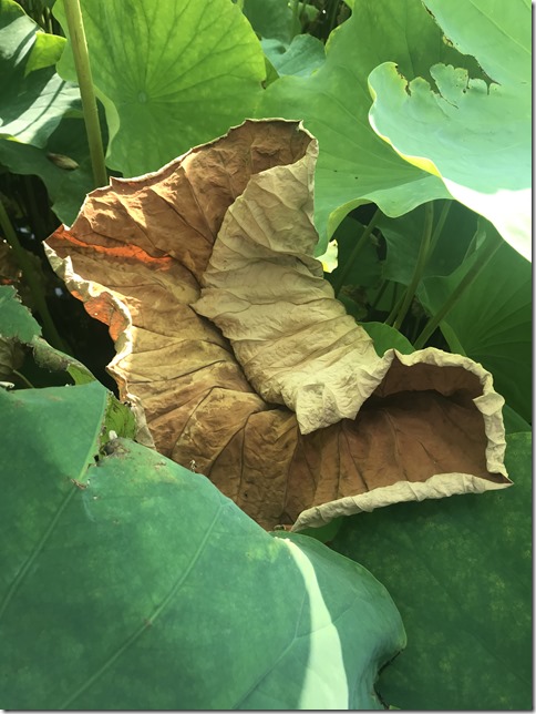lotus pond ueno (14)