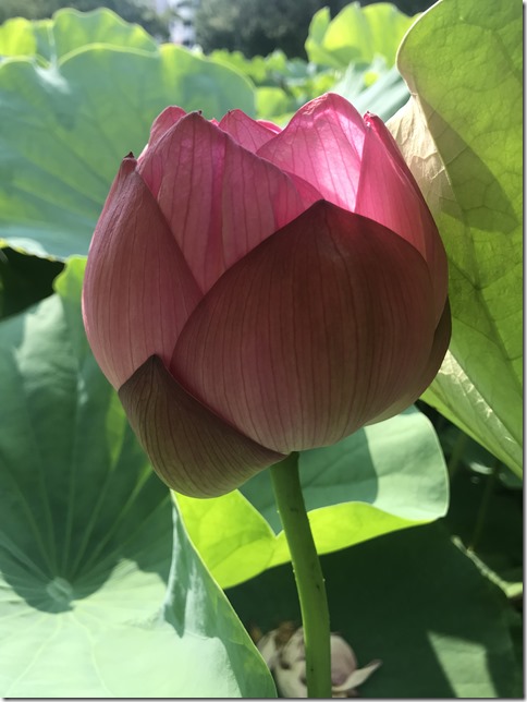 lotus pond ueno (17)