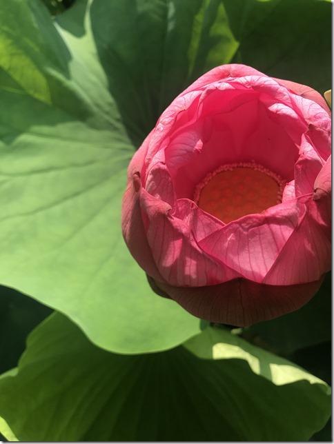 lotus pond ueno (18)