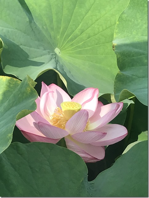 lotus pond ueno