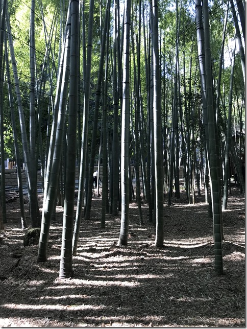 bamboo garden (11)