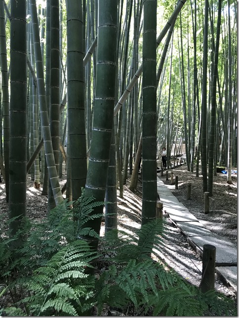 bamboo garden (6)