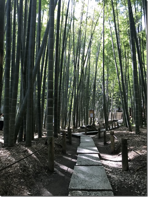 bamboo garden (7)