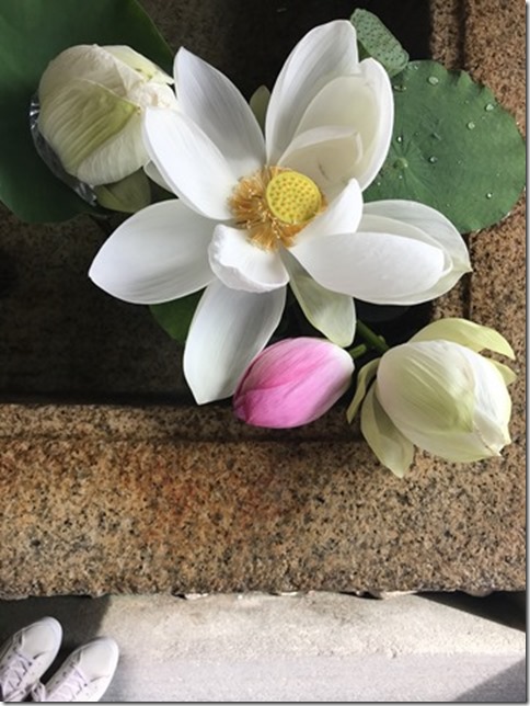 lotus flowers (10)