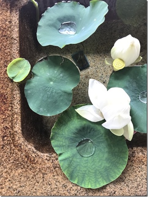 lotus flowers (12)