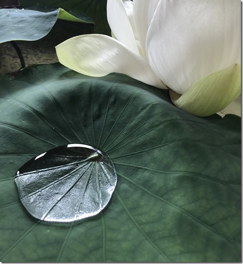 lotus flowers (13)
