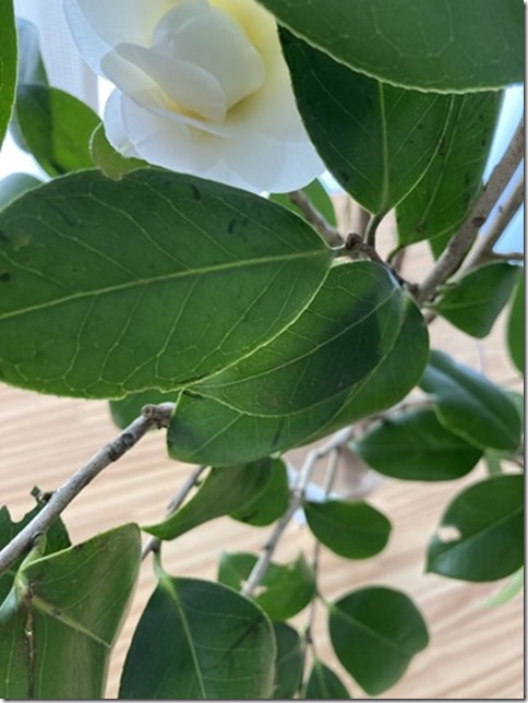camellia japonica (11)