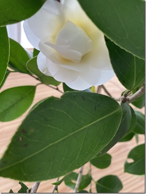 camellia japonica (12)