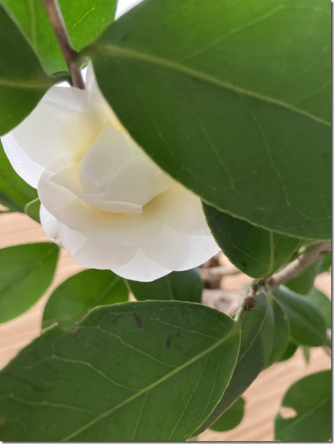 camellia japonica (13)