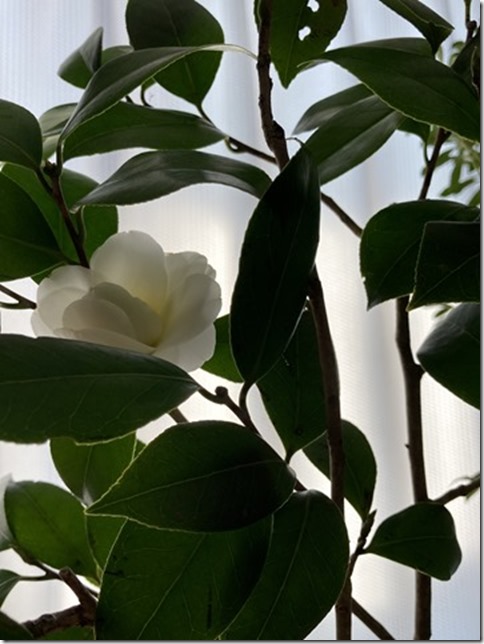 camellia japonica (3)