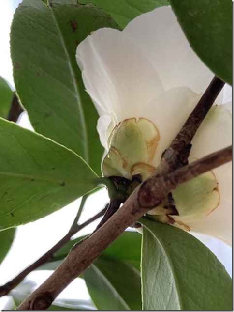 camellia japonica (4)