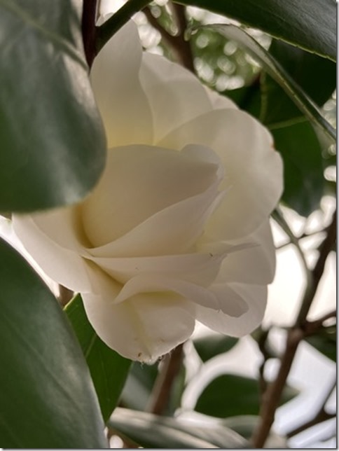 camellia japonica (5)