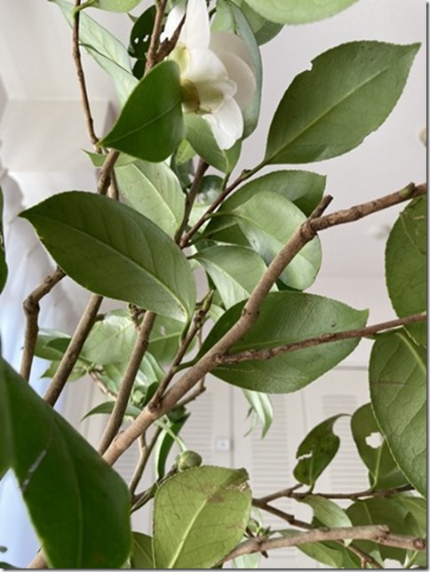 camellia japonica (7)