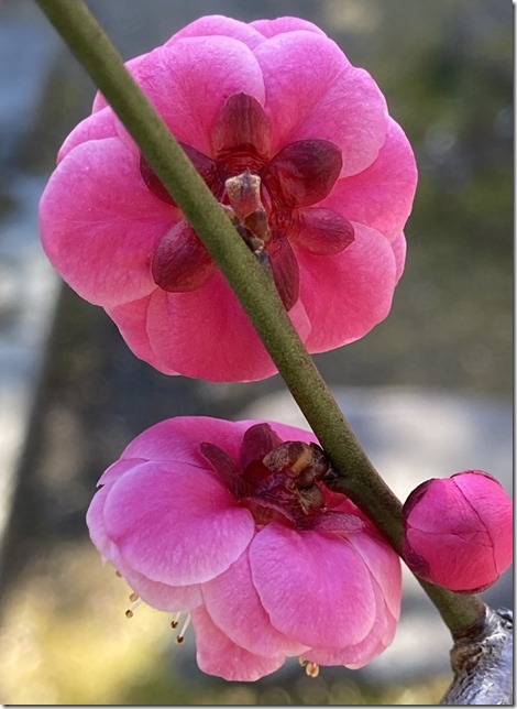 my plum tree at engakuji (10)