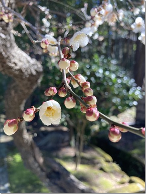 my plum tree at engakuji (5)