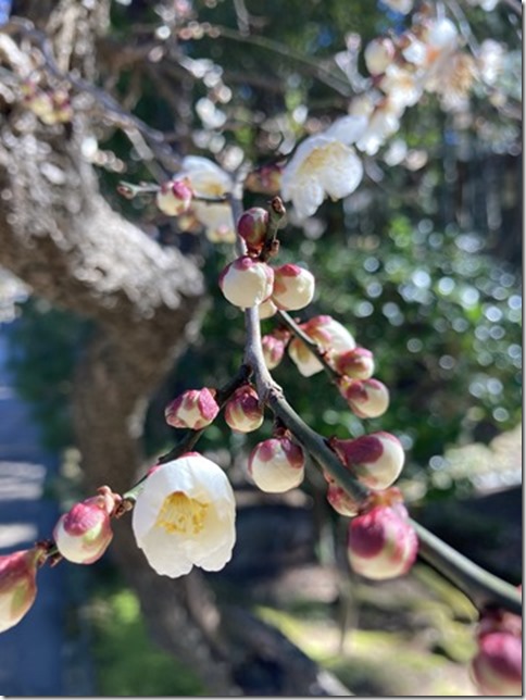 my plum tree at engakuji (6)