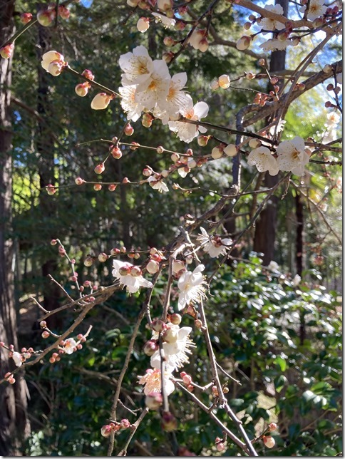 my plum tree at engakuji (7)
