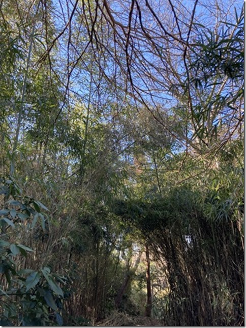 new trail (11)
