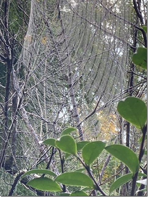 spider web after the rain (2)