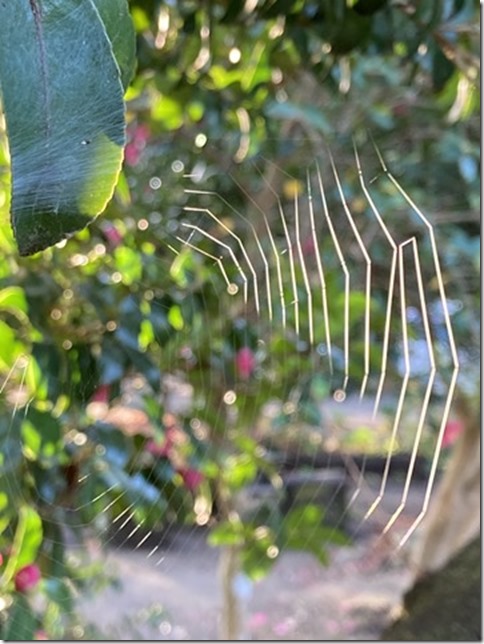spider web after the rain (6)