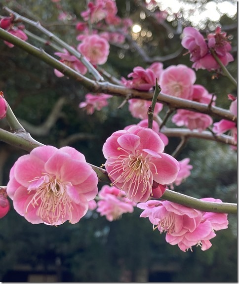 plum blossoms (8)