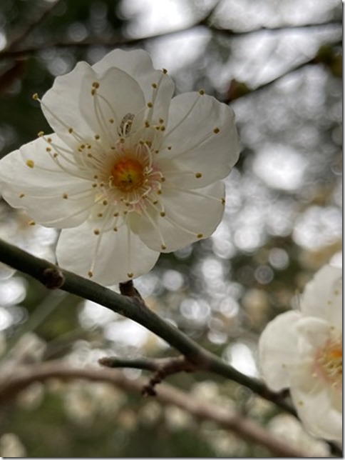 plum blossoms update 2024 (11)