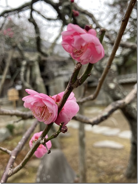 plum blossoms update 2024 (28)