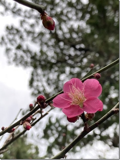 plum blossoms update 2024 (3)