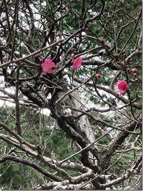 plum blossoms update 2024 (4)
