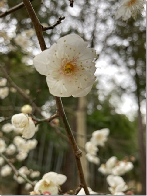 plum blossoms update 2024 (9)