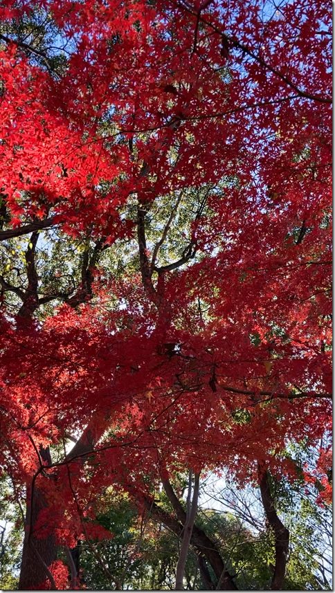 on my way to geidai museum ueno (2)