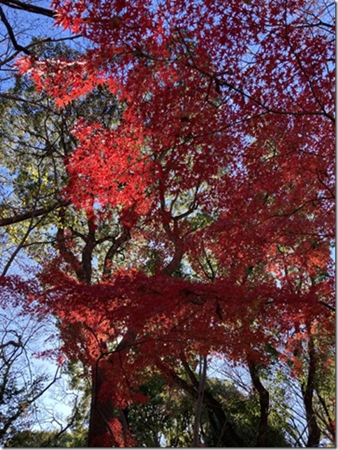 on my way to geidai museum ueno (6)