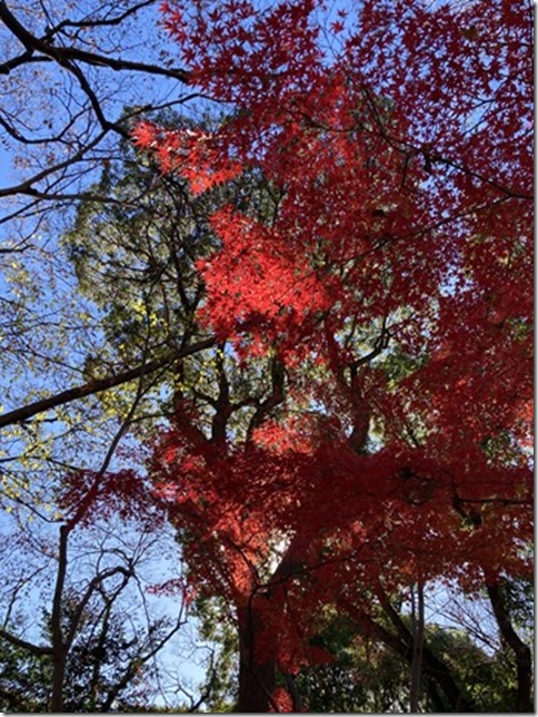 on my way to geidai museum ueno (8)