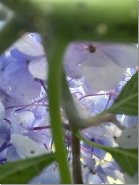 front facing camera in kitakamakura (18)