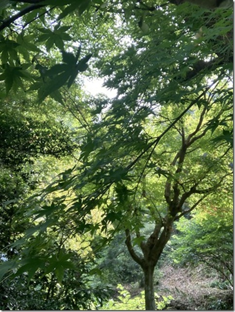front facing camera in kitakamakura (20)