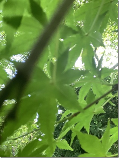 front facing camera in kitakamakura (22)