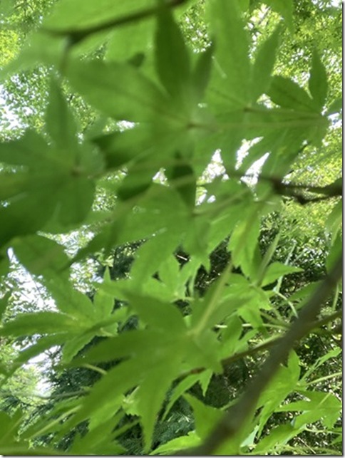 front facing camera in kitakamakura (23)
