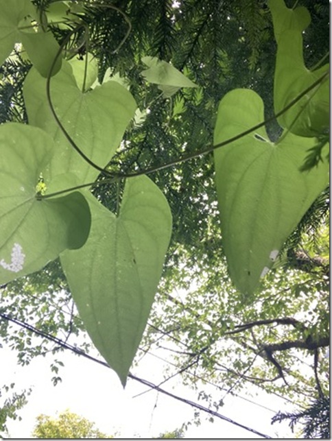 front facing camera in kitakamakura (27)