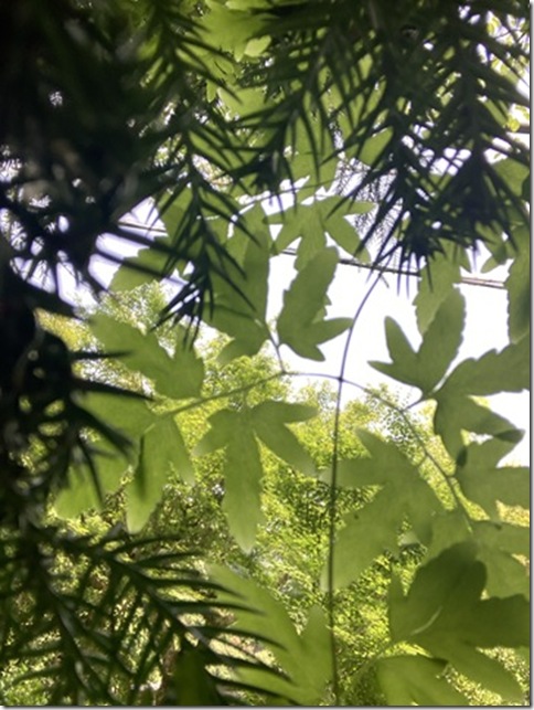 front facing camera in kitakamakura (28)