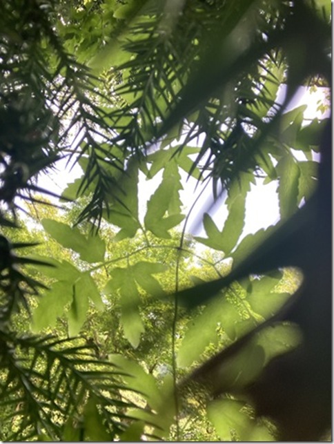 front facing camera in kitakamakura (29)